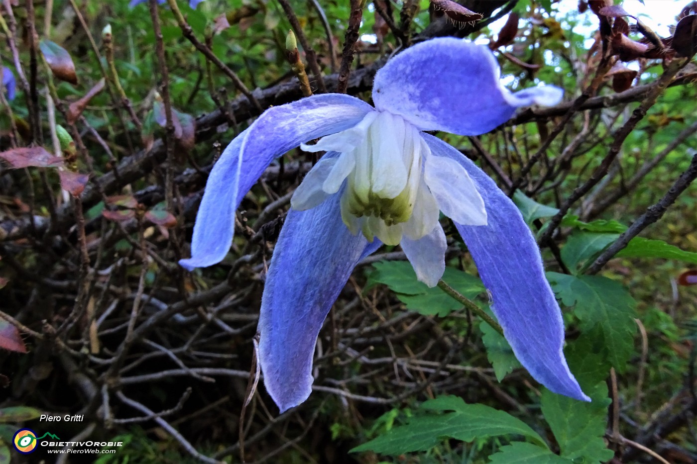 90 Fiore di Clematide alpina (Clematis alpina).JPG